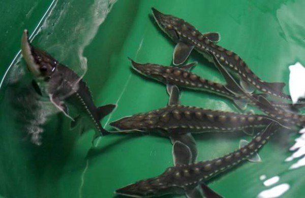 Į Šventosios upę išleista 20 tūkst. aštriašnipių eršketų šiųmetukų