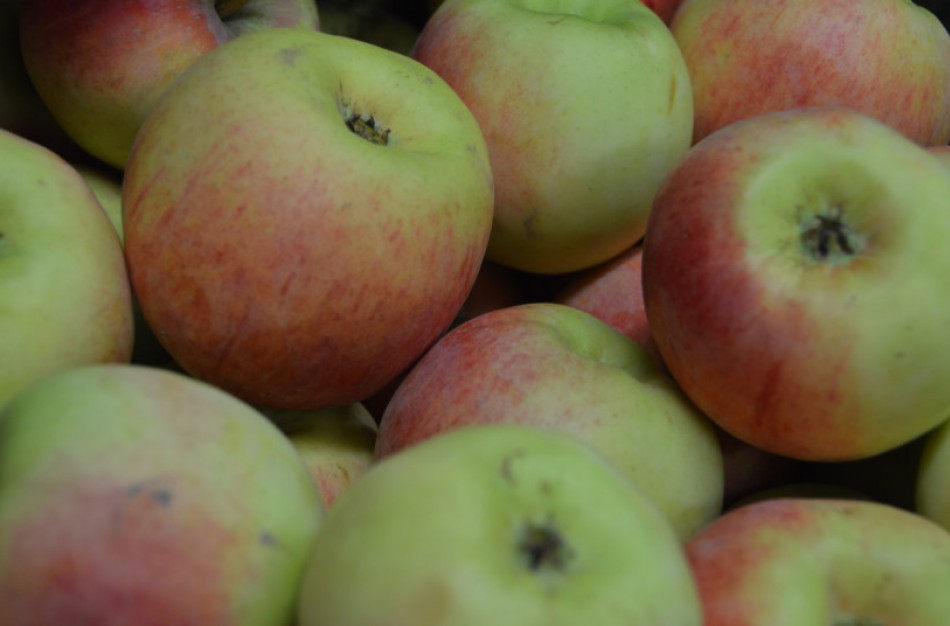 Nuo šalnų nukentėjusiems sodininkams – parama