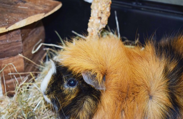 Rimkų biblioteka atvėrė atnaujintas ir modernias patalpas