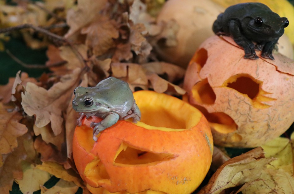 Lietuvos zoologijos sode moliūgai virsta užimtumo priemonėmis  gyvūnams