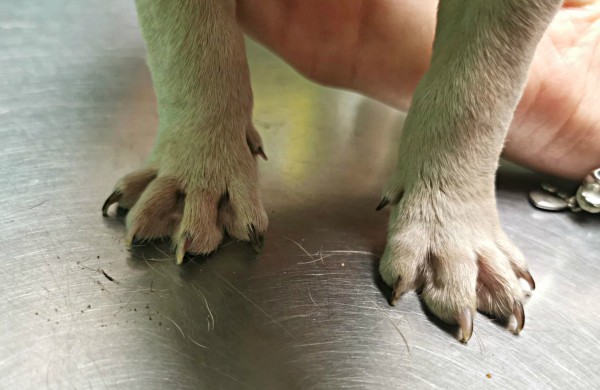 Kol teismas sprendžia dėl iš daugintojų perimtų šunų konfiskacijos - keturkojai priversti laukti sudėtingų veterinarinių paslaugų