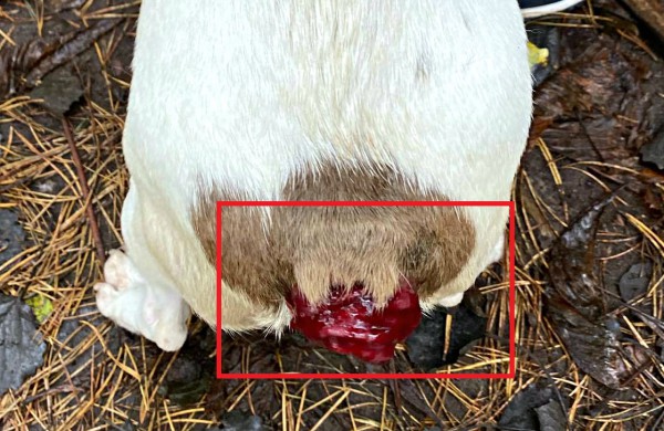 Kol teismas sprendžia dėl iš daugintojų perimtų šunų konfiskacijos - keturkojai priversti laukti sudėtingų veterinarinių paslaugų