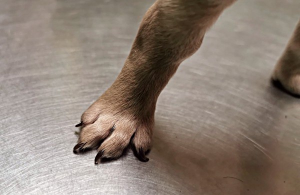 Kol teismas sprendžia dėl iš daugintojų perimtų šunų konfiskacijos - keturkojai priversti laukti sudėtingų veterinarinių paslaugų