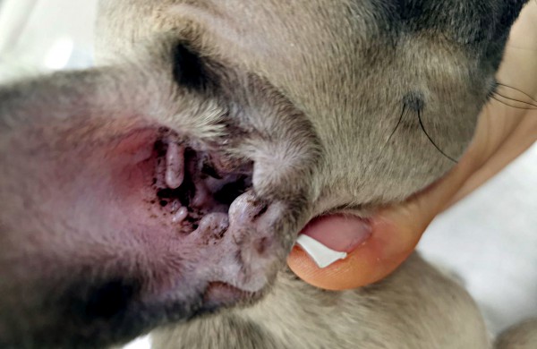 Kol teismas sprendžia dėl iš daugintojų perimtų šunų konfiskacijos - keturkojai priversti laukti sudėtingų veterinarinių paslaugų