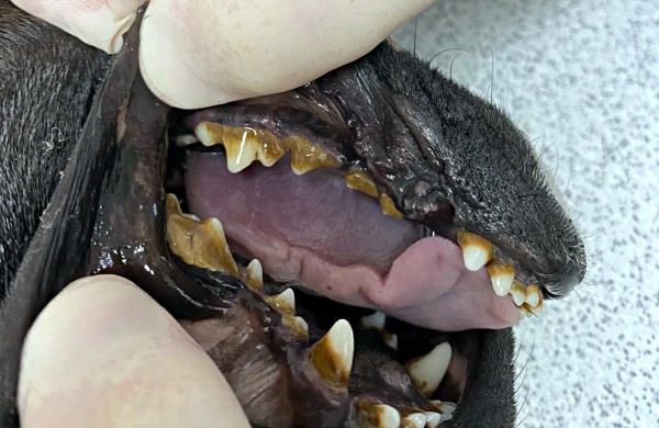 Kol teismas sprendžia dėl iš daugintojų perimtų šunų konfiskacijos - keturkojai priversti laukti sudėtingų veterinarinių paslaugų