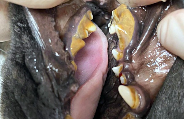 Kol teismas sprendžia dėl iš daugintojų perimtų šunų konfiskacijos - keturkojai priversti laukti sudėtingų veterinarinių paslaugų