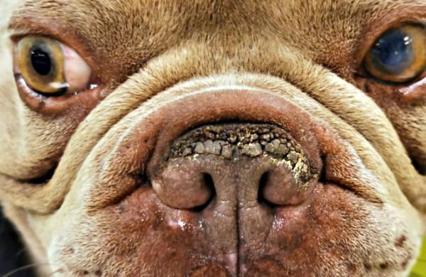 Kol teismas sprendžia dėl iš daugintojų perimtų šunų konfiskacijos - keturkojai priversti laukti sudėtingų veterinarinių paslaugų