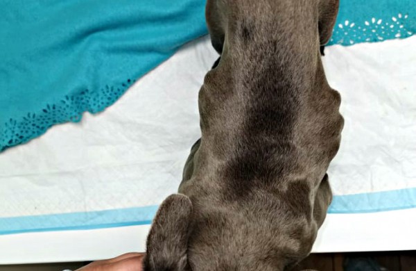 Kol teismas sprendžia dėl iš daugintojų perimtų šunų konfiskacijos - keturkojai priversti laukti sudėtingų veterinarinių paslaugų