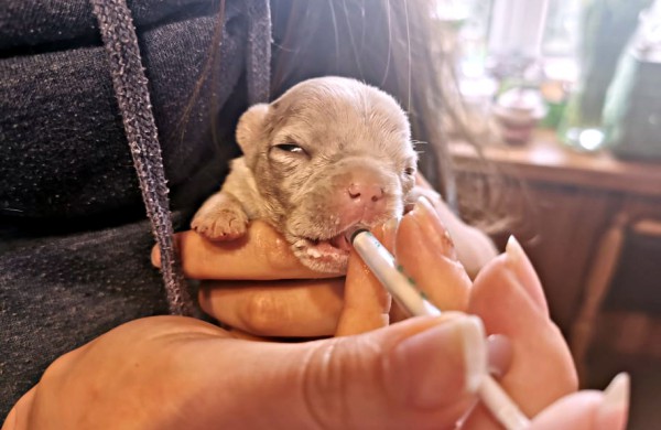 Kol teismas sprendžia dėl iš daugintojų perimtų šunų konfiskacijos - keturkojai priversti laukti sudėtingų veterinarinių paslaugų