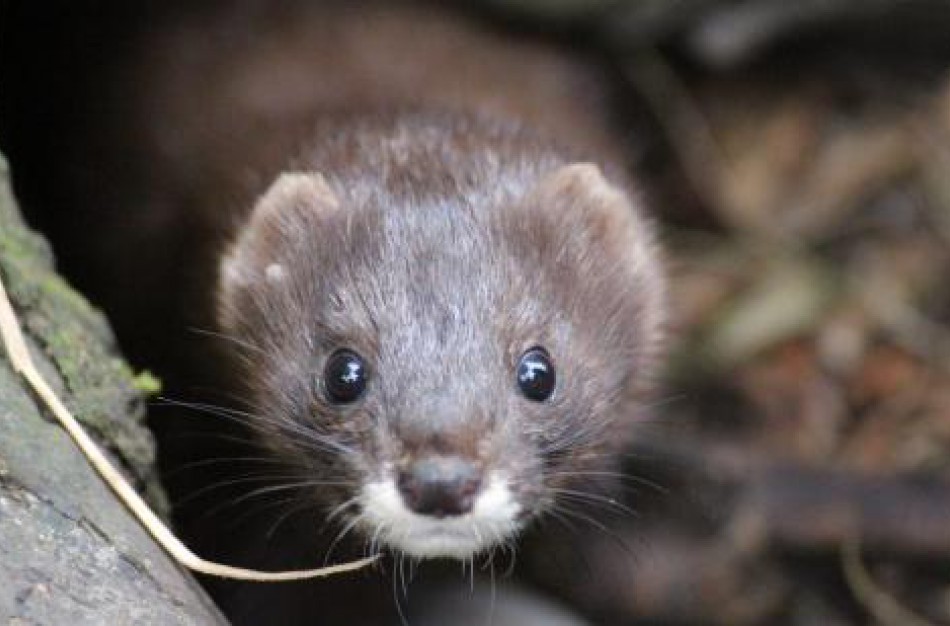 Stebima situacija dėl galimų koronaviruso mutacijų audinių fermose