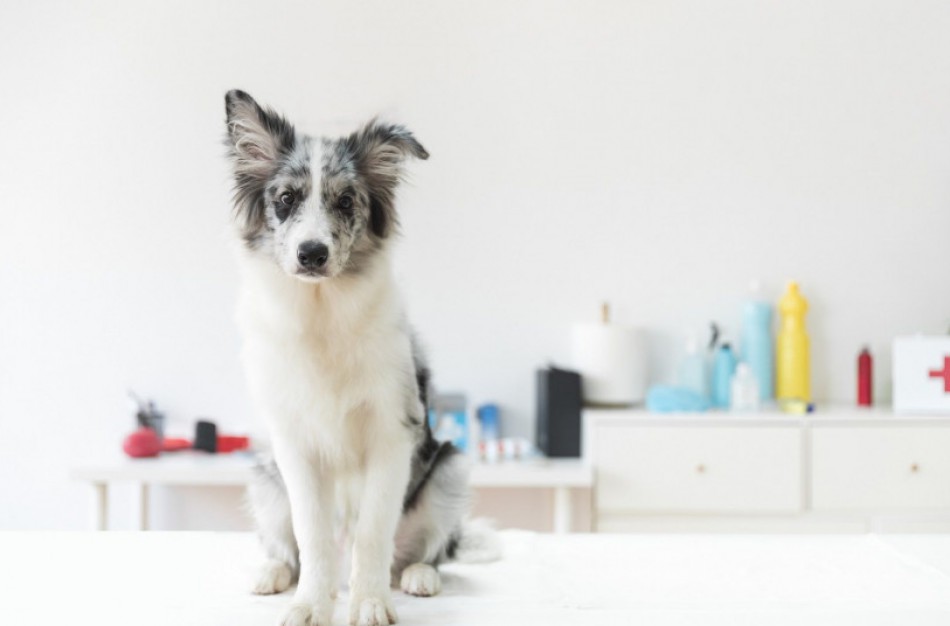 Konkurencijos taryba abejoja gyvūnų ženklinimo ir registravimo reikalavimų pagrįstumu