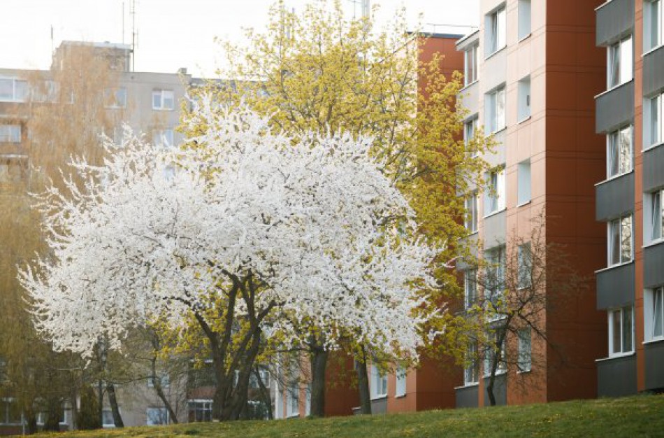 Butų pirkimas Jonavos mieste ir Ruklos mstl.