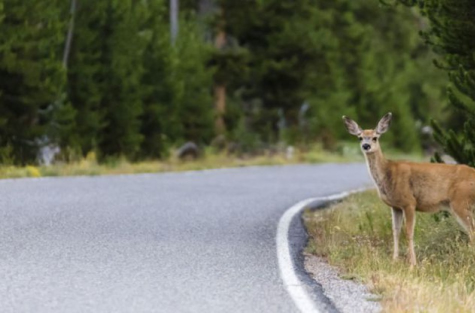 Jonavos rajono keliuose - keli susidūrimai su laukiniais gyvūnais