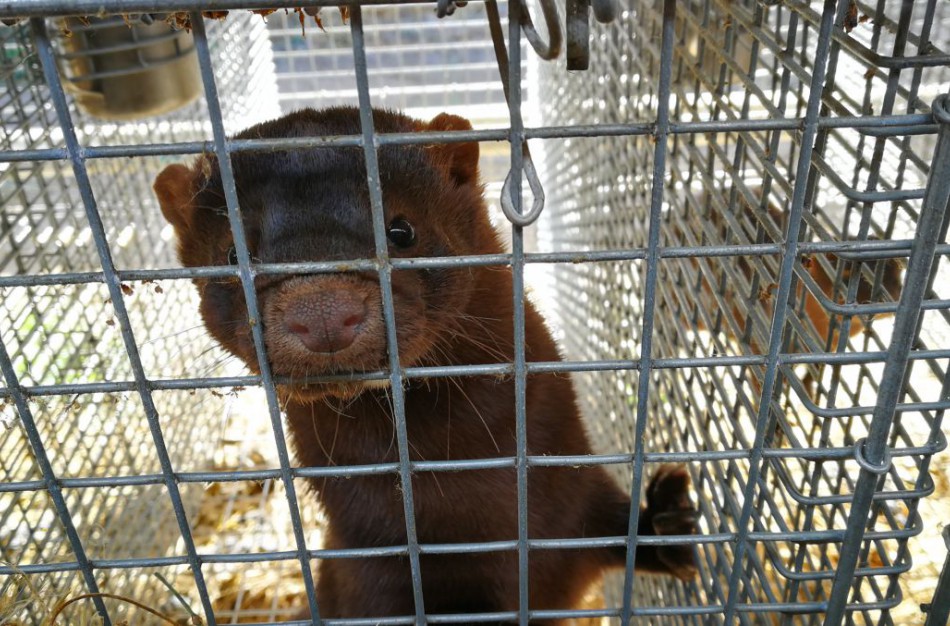 Seimo Kaimo reikalų komitete - rūpestis dėl audinių ir kitų gyvūnų gerovės, aptartos pasėlių deklaravimo aktualijos 