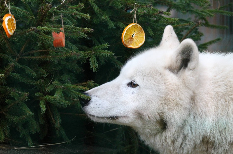 Lietuvos zoologijos sode gyvūnams pradedamos dalinti Kalėdinės dovanos