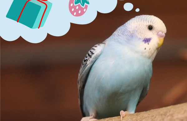 Lietuvos zoologijos sode gyvūnams pradedamos dalinti Kalėdinės dovanos