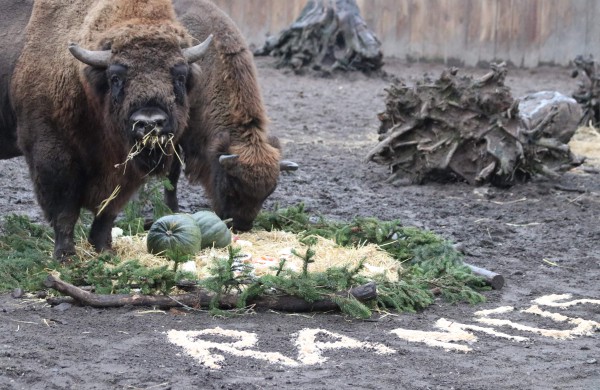 Stumbrų šeima pranašauja 2021-ųjų jaučio metų sėkmę