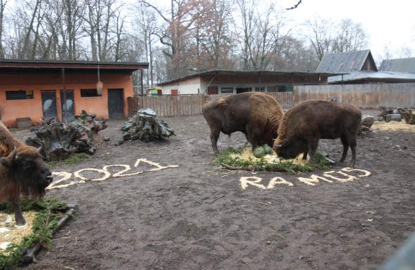 Stumbrų šeima pranašauja 2021-ųjų jaučio metų sėkmę