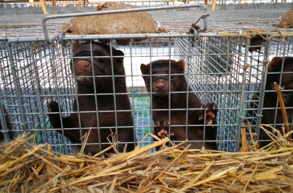Patvirtintas naujas COVID-19 židinys audinių ūkyje