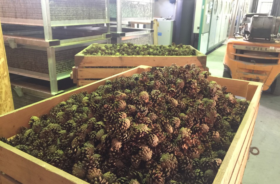 Miškininkų darbymetis: kur keliauja miškininkų surinkti kankorėžiai ir kam jie aižomi