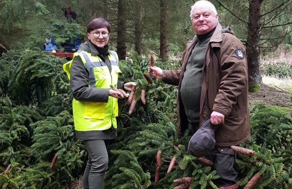 Miškininkų darbymetis: kur keliauja miškininkų surinkti kankorėžiai ir kam jie aižomi