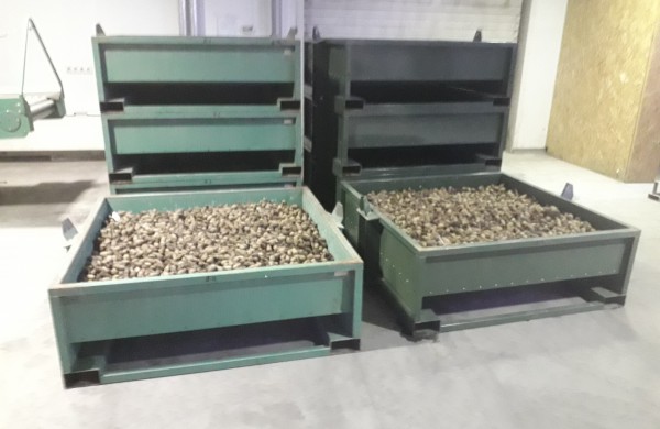 Miškininkų darbymetis: kur keliauja miškininkų surinkti kankorėžiai ir kam jie aižomi