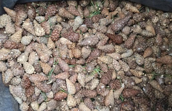 Miškininkų darbymetis: kur keliauja miškininkų surinkti kankorėžiai ir kam jie aižomi