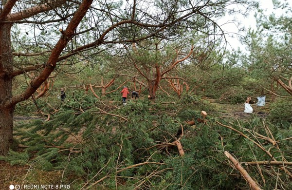 Miškininkų darbymetis: kur keliauja miškininkų surinkti kankorėžiai ir kam jie aižomi