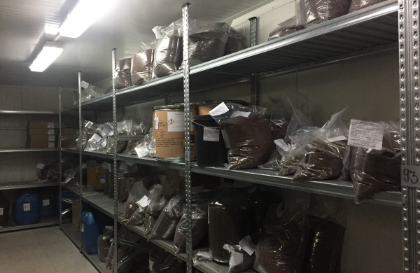 Miškininkų darbymetis: kur keliauja miškininkų surinkti kankorėžiai ir kam jie aižomi