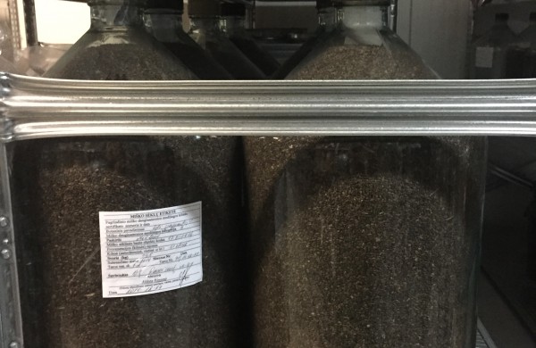 Miškininkų darbymetis: kur keliauja miškininkų surinkti kankorėžiai ir kam jie aižomi