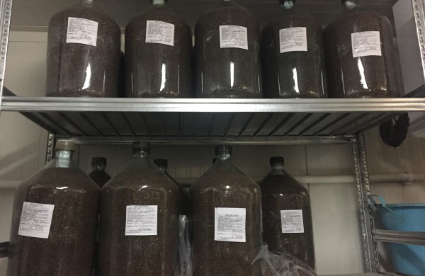 Miškininkų darbymetis: kur keliauja miškininkų surinkti kankorėžiai ir kam jie aižomi