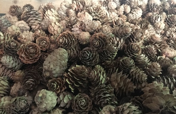 Miškininkų darbymetis: kur keliauja miškininkų surinkti kankorėžiai ir kam jie aižomi