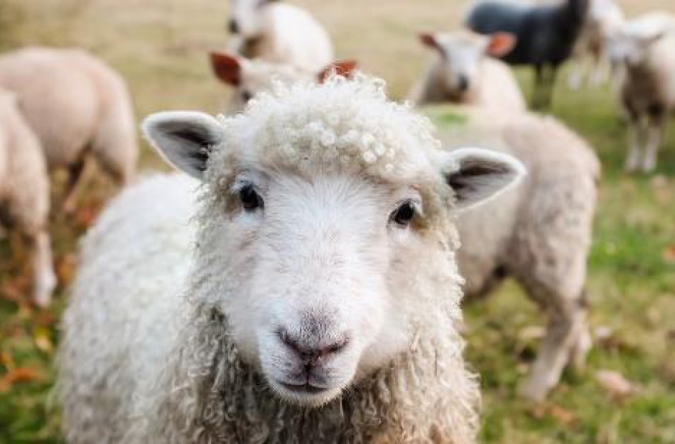 Ketinantys įsigyti veislinių gyvūnų kviečiami pasinaudoti valstybės parama