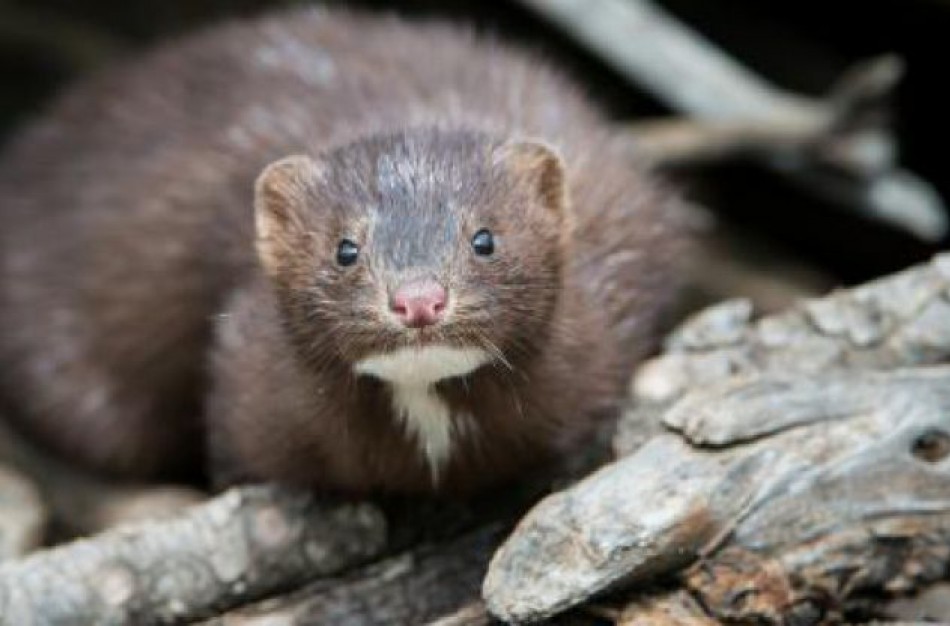 Bus sprendžiama dėl tolimesnio audinių laikymo Jonavos rajono ūkyje 