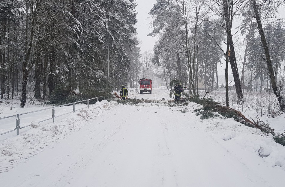 Sniego naštos neatlaikė medžiai – rajone juos šalino dešimtimis