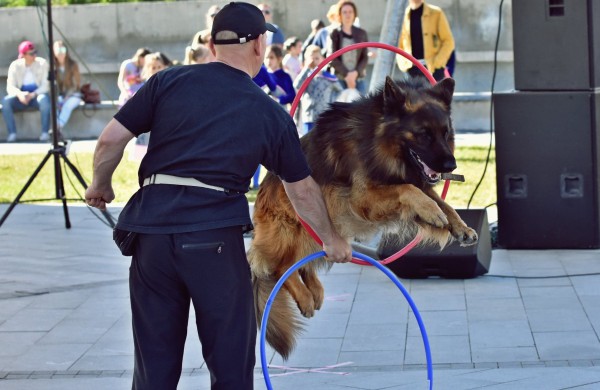 „Transachemos“ darbuotojui paklūsta net aršiausi šunys