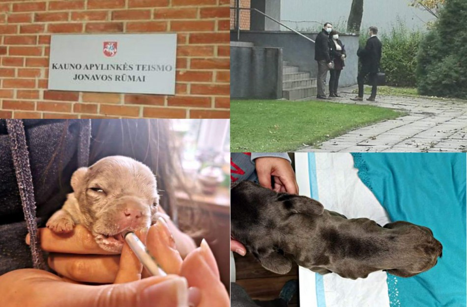 Teismo sprendimas pribloškė gyvūnų mylėtojus: nutarta skirti piniginę baudą, o šunis gražinti daugintojai 