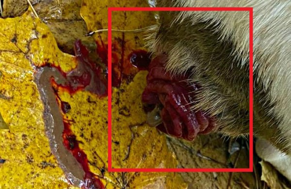 Teismo sprendimas pribloškė gyvūnų mylėtojus: nutarta skirti piniginę baudą, o šunis gražinti daugintojai 