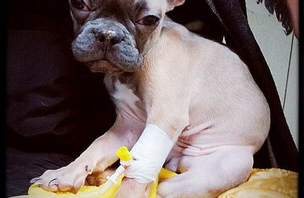 Teismo sprendimas pribloškė gyvūnų mylėtojus: nutarta skirti piniginę baudą, o šunis gražinti daugintojai 