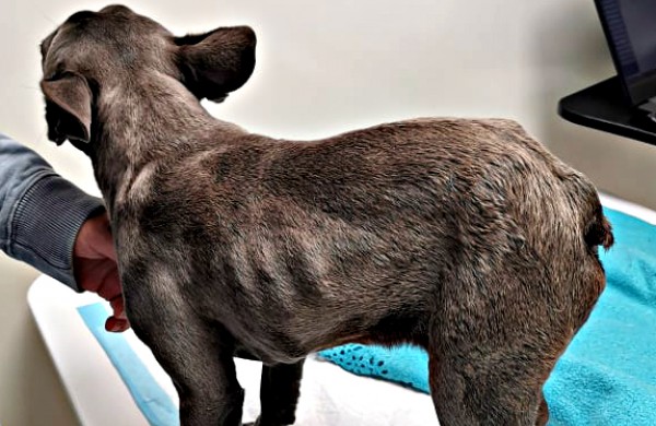 Teismo sprendimas pribloškė gyvūnų mylėtojus: nutarta skirti piniginę baudą, o šunis gražinti daugintojai 