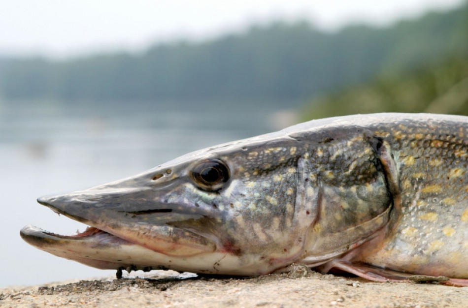 Prasideda aplinkosauginė akcija „Lydeka 2021“
