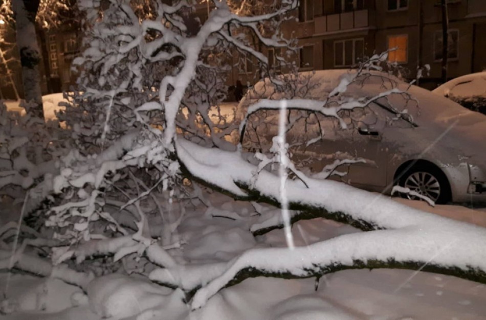 Prašymas pašalinti nuvirtusius medžius