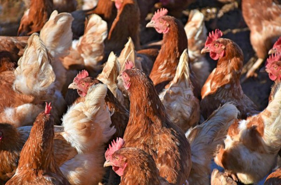 Kaune nustatė paukščių gripą: informacija augintojams