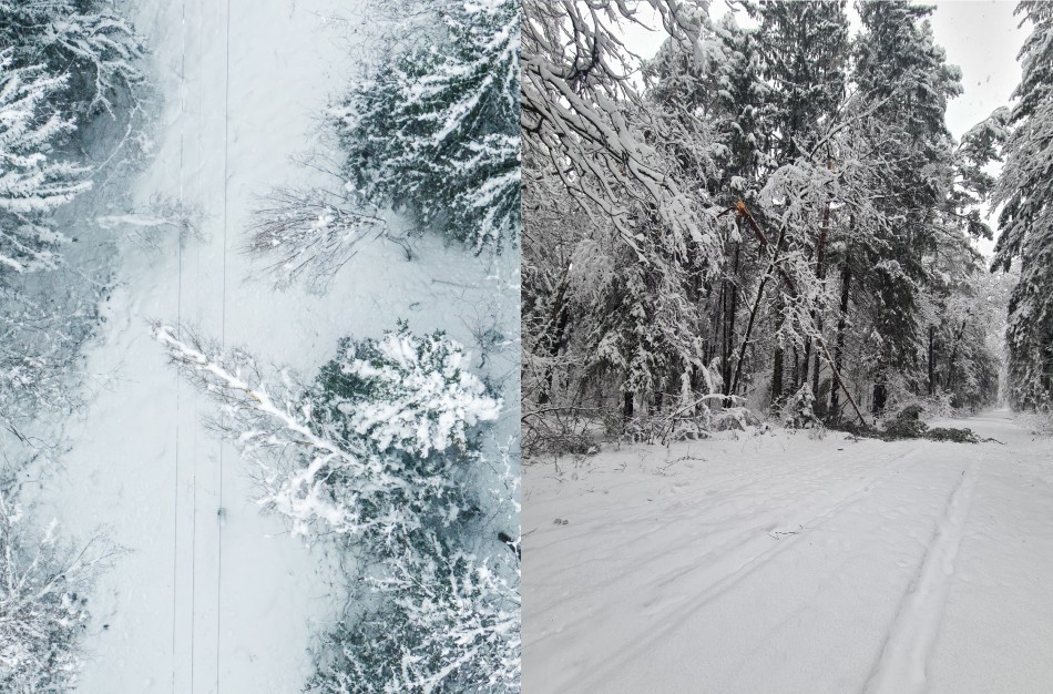 Valstybinės miškų tarnybos informacija dėl nuvirtusių medžių šalinimo