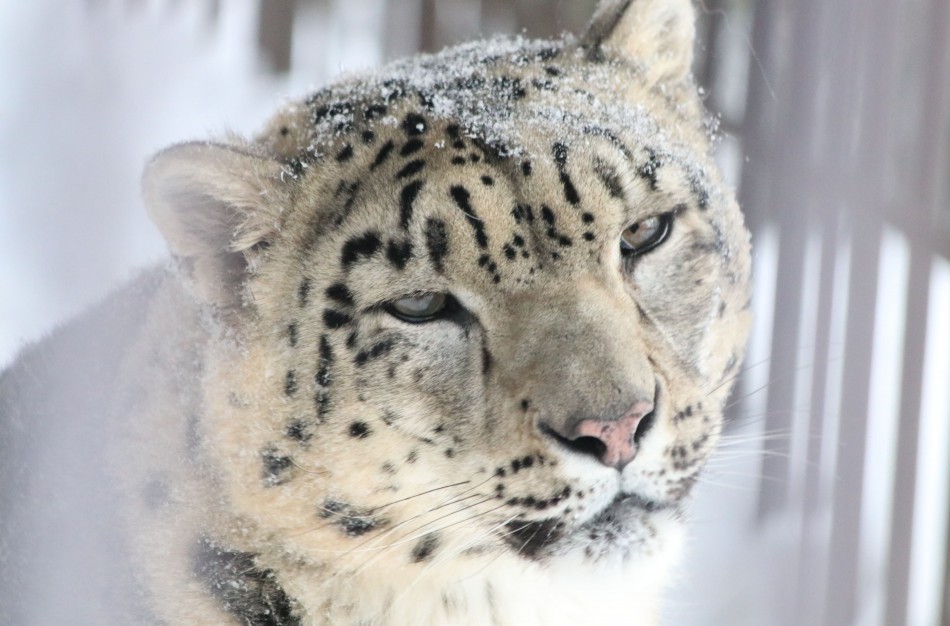 Meilė tvyro ir Lietuvos zoologijos sode