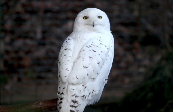 Meilė tvyro ir Lietuvos zoologijos sode