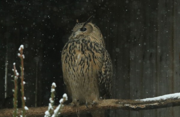 Meilė tvyro ir Lietuvos zoologijos sode