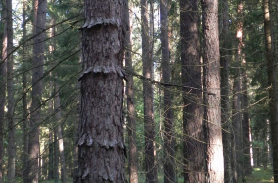 Miško medžių genetinis fondas: numatyti pagrindiniai darbai jam saugoti ir naudoti