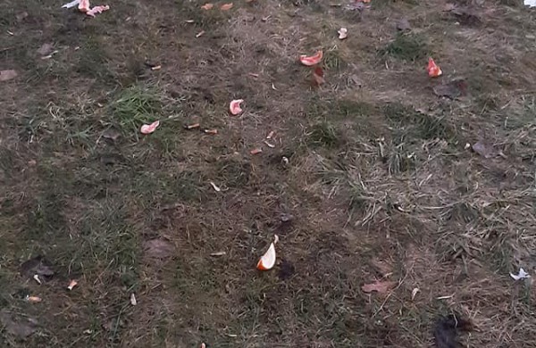 Pavasaris apnuogino neatsakingų rūkalių elgesį: pastarasis gali atsieiti ir nemenką piniginę baudą