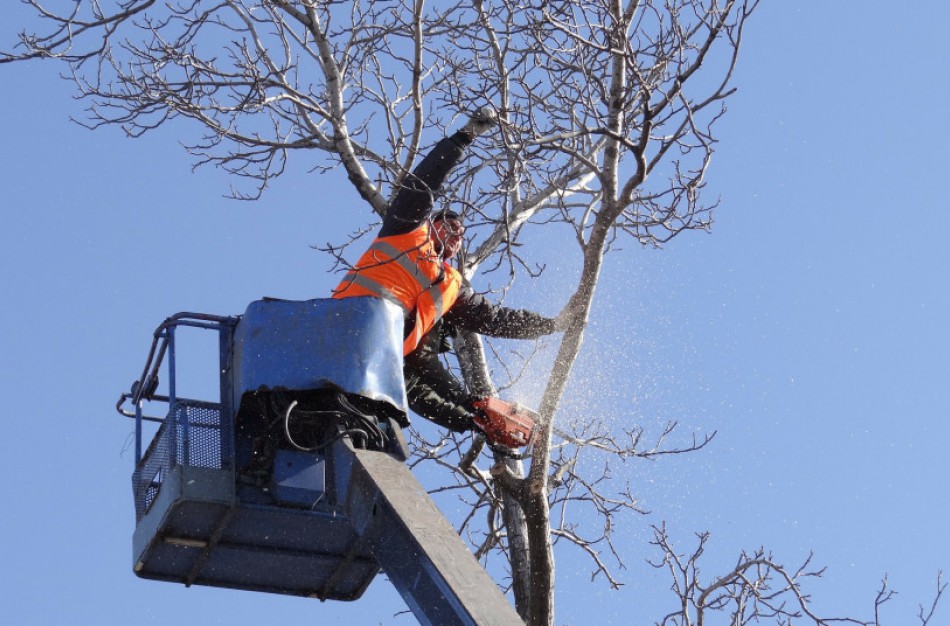 Paukščiams apsaugoti kovo 15–rugpjūčio 1 d. – draudimas kirsti ir genėti saugotinus medžius